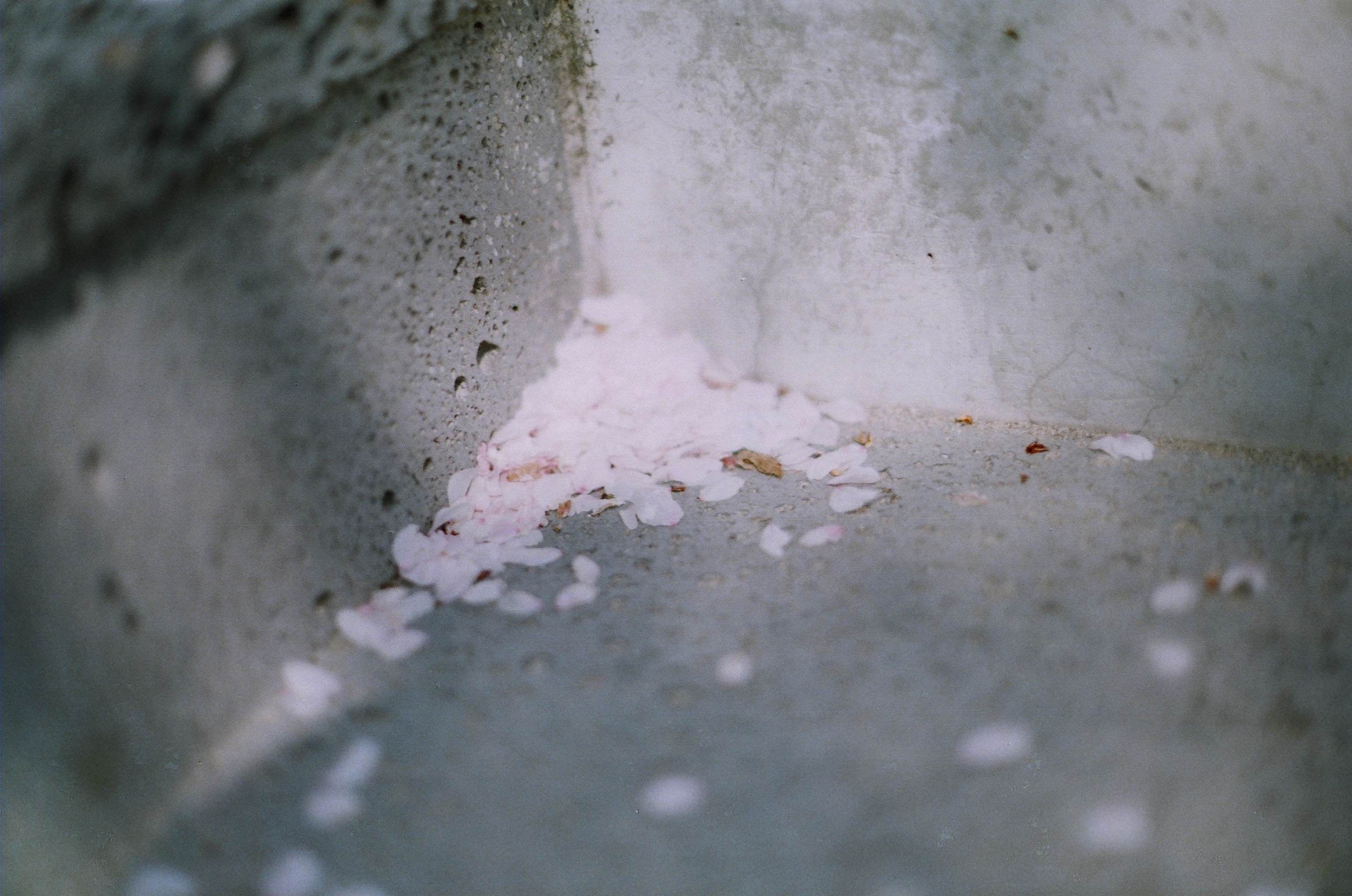 Late Childhood photograph 11