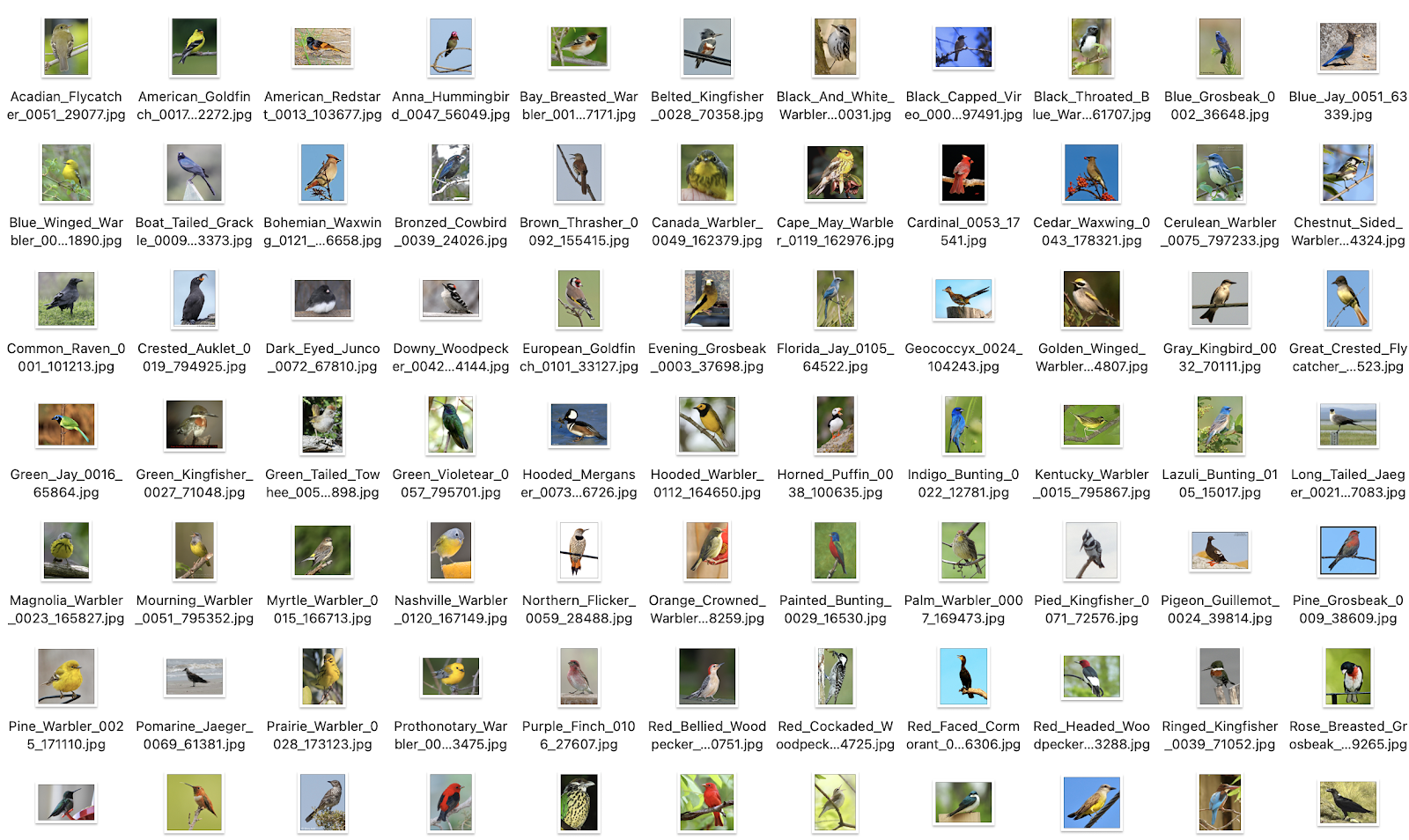 Curated bird dataset montage